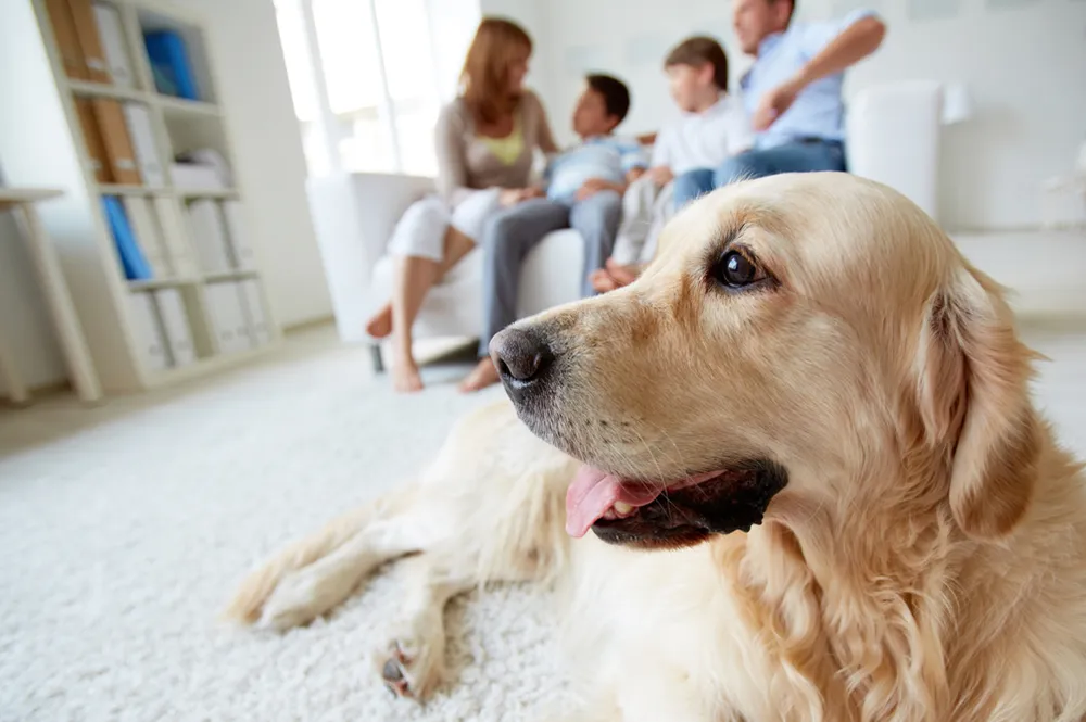 Custody for Family Pets in a Divorce or Legal Separation Custody for Family Pets in a Divorce or Legal Separation